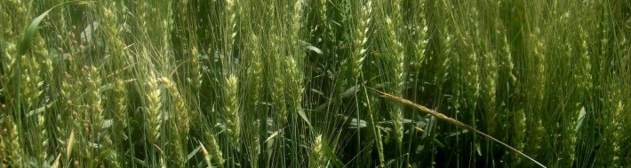 This plentiful crop should be "amber" and ready for harvest in a month